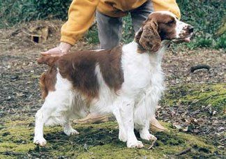 Welsh Springer Spaniel - The Breed Archive