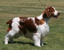 Chessy creek best sale welsh springer spaniels