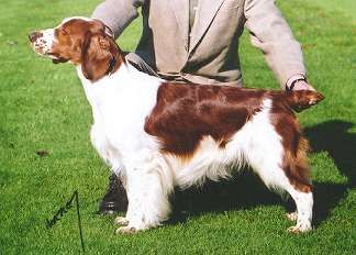 windywood welsh springer spaniels