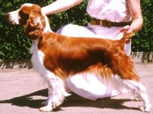 chessy creek welsh springer spaniels