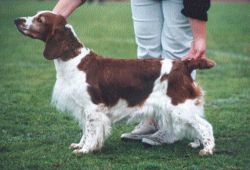 chessy creek welsh springer spaniels