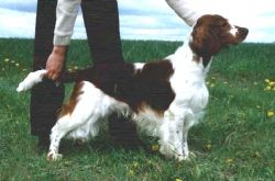 chessy creek welsh springer spaniels