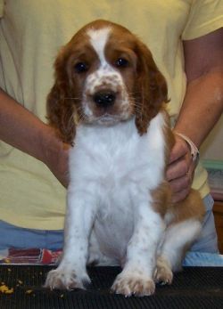 chessy creek welsh springer spaniels