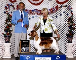 chessy creek welsh springer spaniels