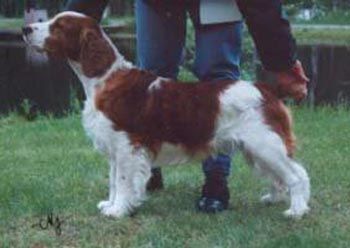 Rosebud sales springer spaniels