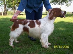 chessy creek welsh springer spaniels