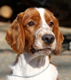 chessy creek welsh springer spaniels