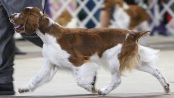 chessy creek welsh springer spaniels