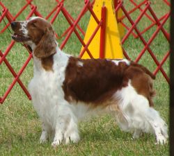 chessy creek welsh springer spaniels