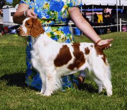 Redsage welsh sale springer spaniels