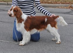 Welsh Springer Spaniel The Breed Archive