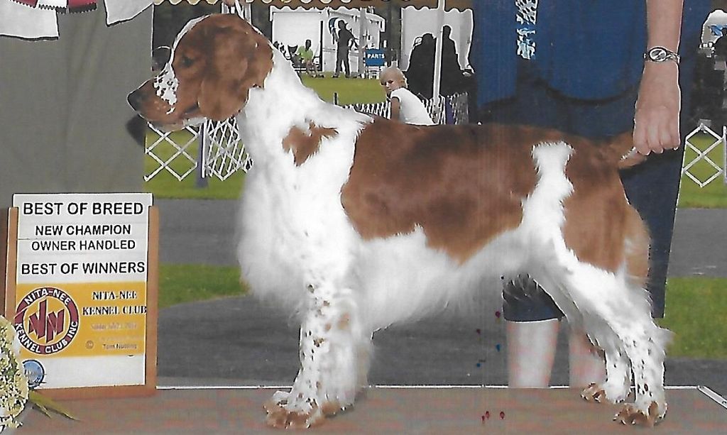 chessy creek welsh springer spaniels