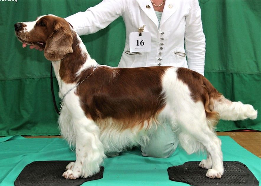 Silvermoon english best sale springer spaniels