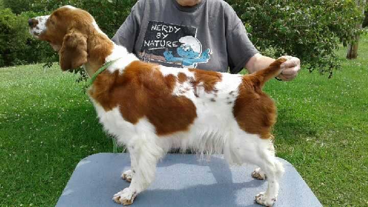 Windywood welsh hot sale springer spaniels