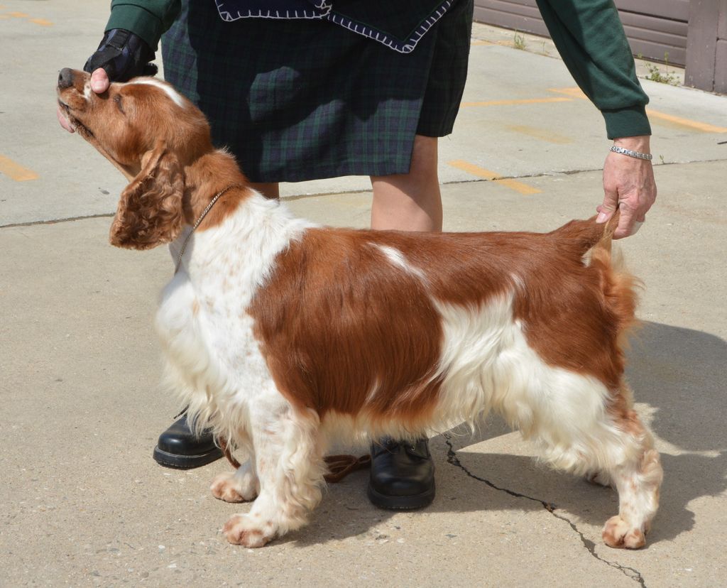 windywood welsh springer spaniels