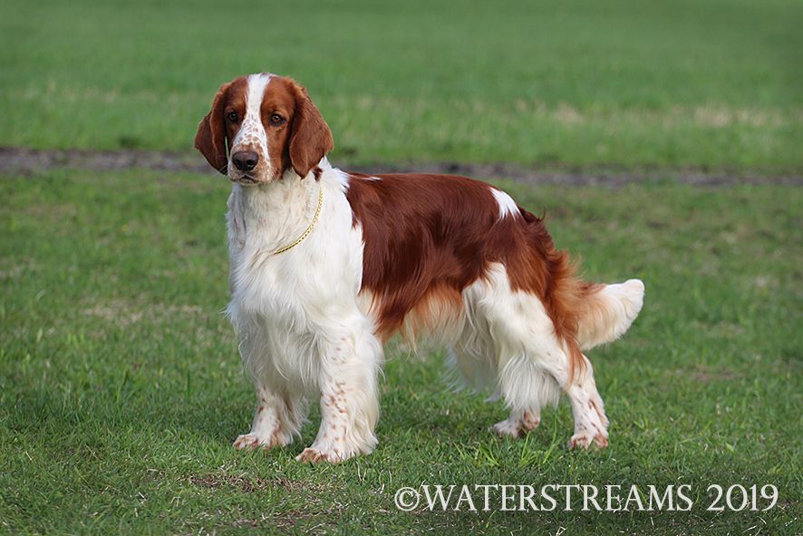 Welsh Springer Spaniel - The Breed Archive