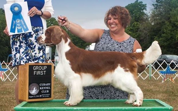 Welsh Springer Spaniel - The Breed Archive