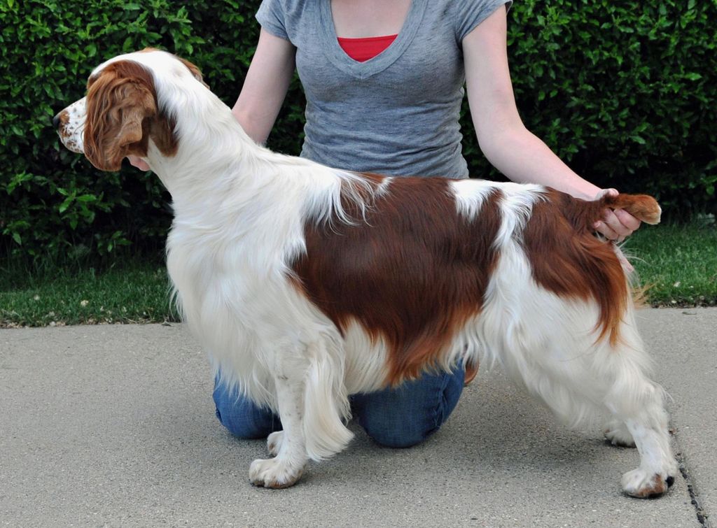 Redsage welsh 2024 springer spaniels