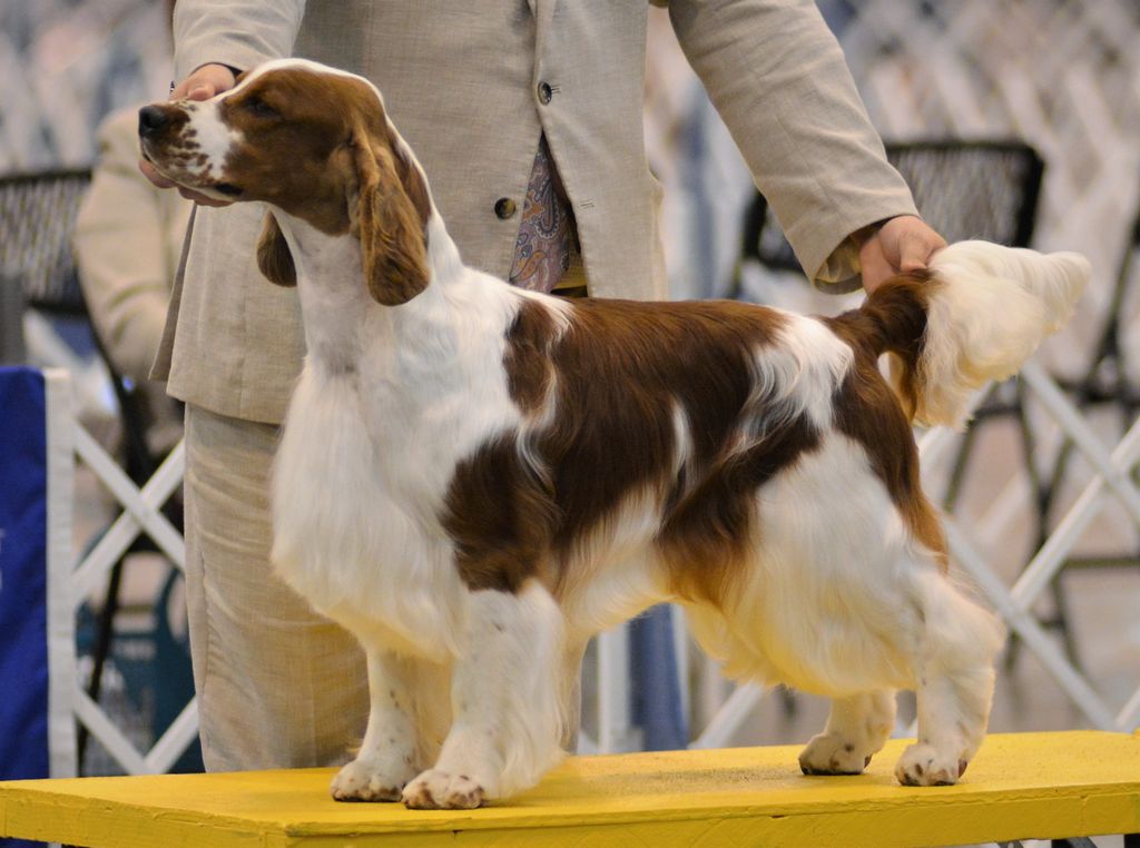 Welsh Springer Spaniel The Breed Archive