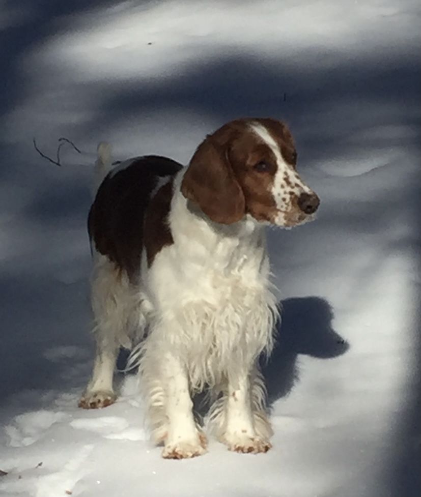 Welsh Springer Spaniel - The Breed Archive