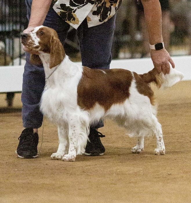 Welsh Springer Spaniel - The Breed Archive