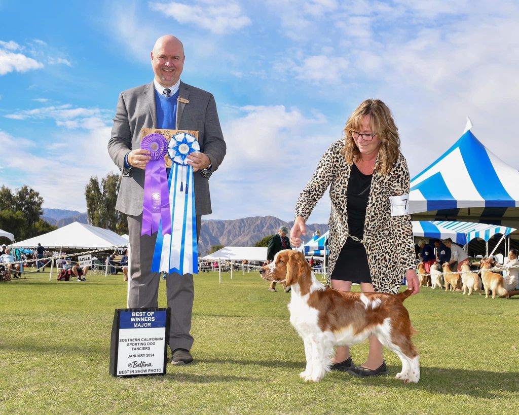 Welsh Springer Spaniel - The Breed Archive