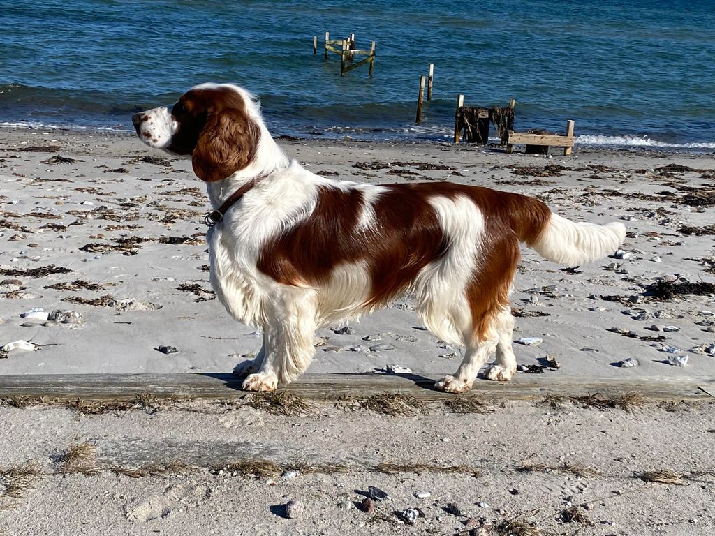 Welsh Springer Spaniel - The Breed Archive