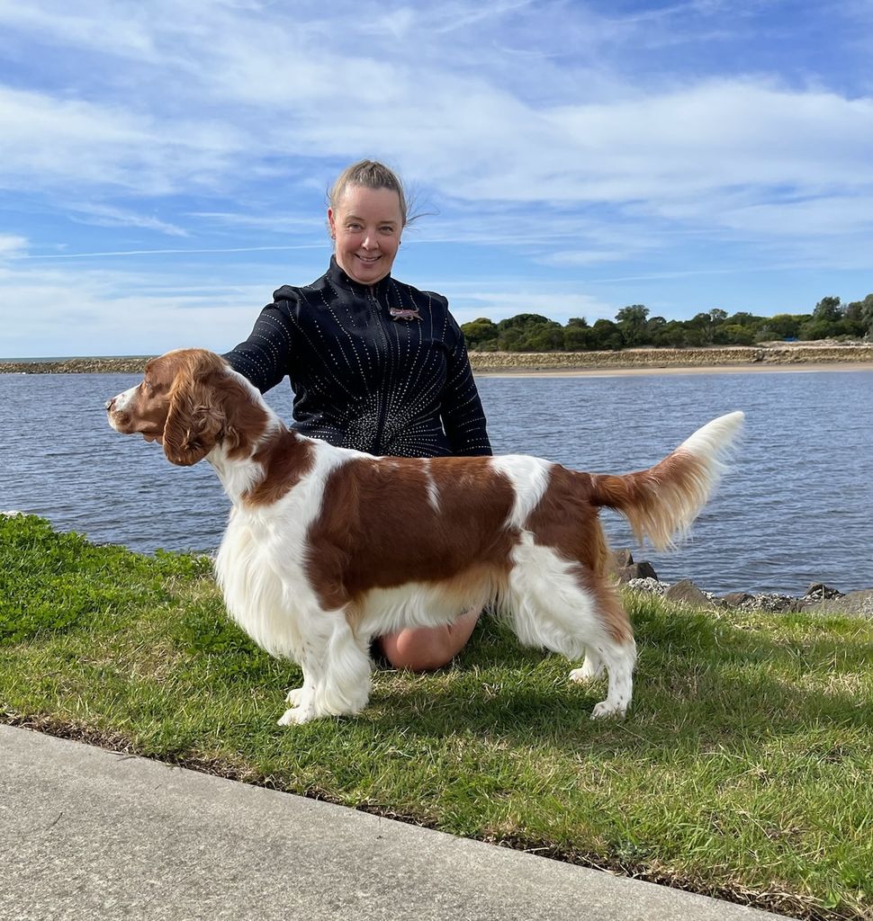 Welsh Springer Spaniel - The Breed Archive